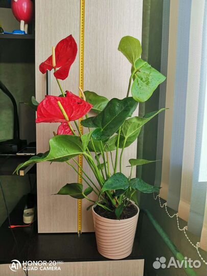 Антуриум Миннесота серия большие американцы