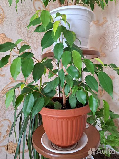 Фикус бенджамина