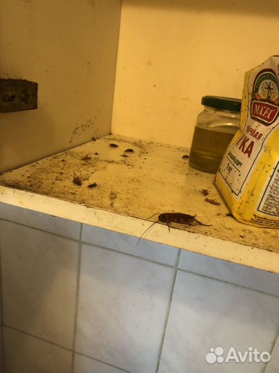 Дезинфекция от тараканов и клопов