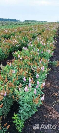 Спирея Билларда