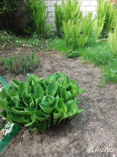 Садовые растения