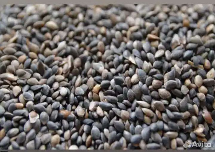 Семена сосны