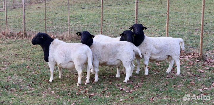 Продажа Дорпер