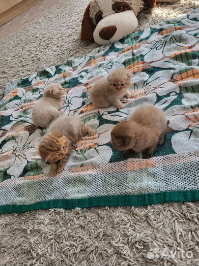 Британские вислоухие котята