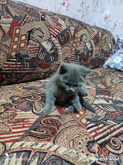 Котята бесплатно