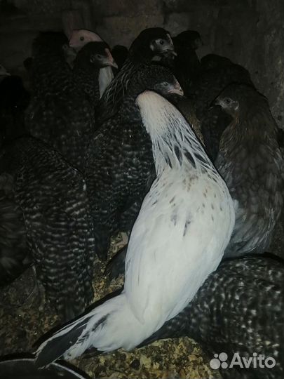 Куры несушки молодка Доминант-4мес