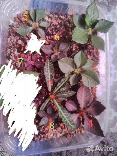 Euphorbia francoisii hybrid