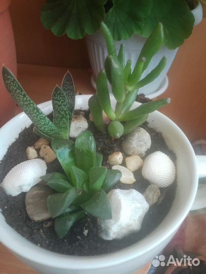 Мини- садики суккуленты
