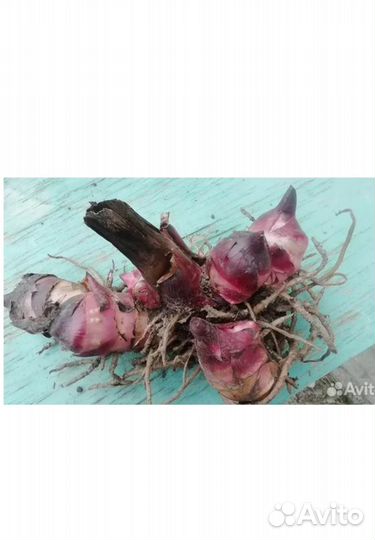 Клубни канн