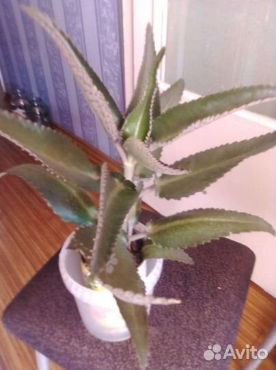 Глоксиния розовая и голубая, много бутонов