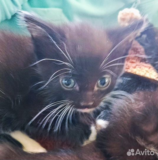 Отдам котят в добрые руки