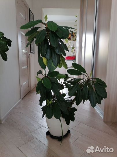 Молочай (Шефлера)