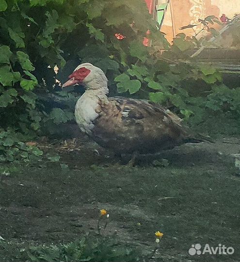 Мускусные утки