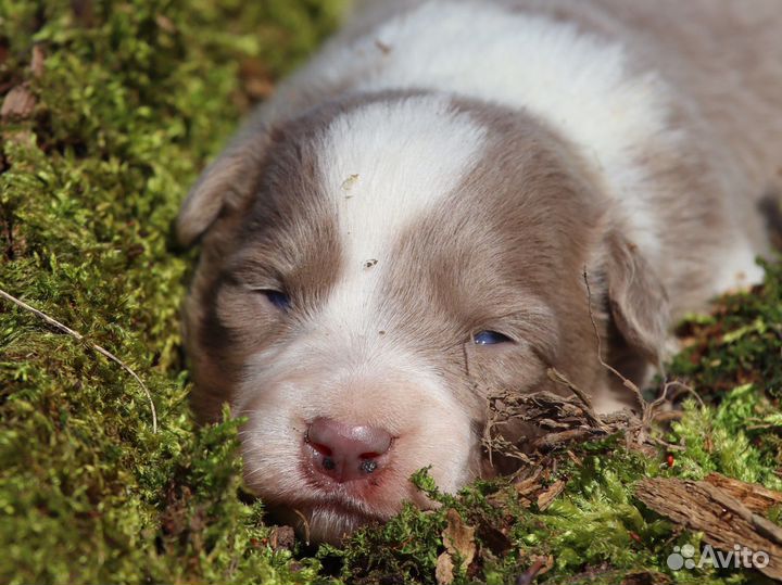 Бордер колли