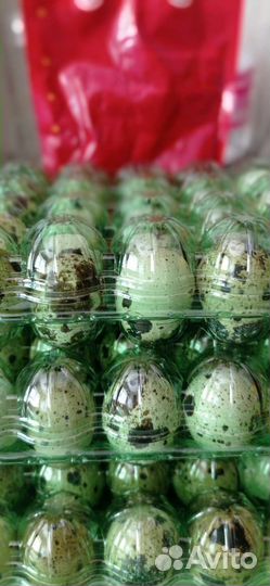 Яйца перепелиные инкубационное