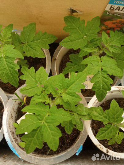 Рассада комнатных помидоров и перцев