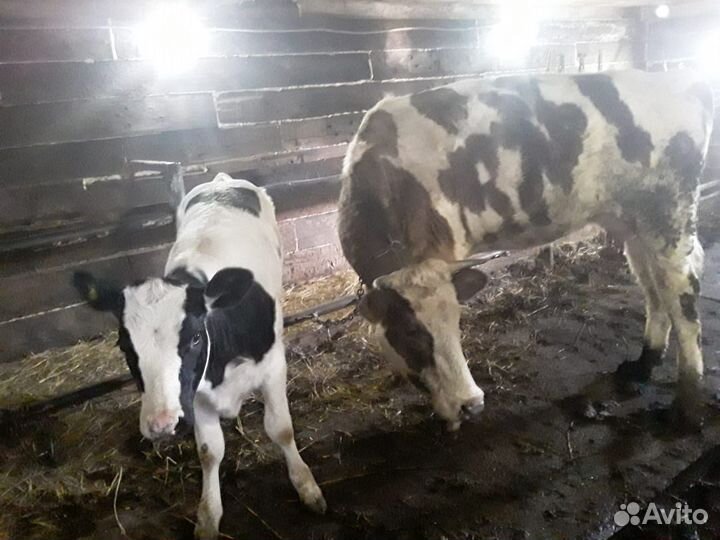 Корова с теленком