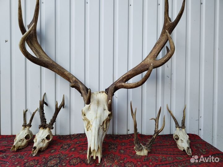 Рога оленя, косули