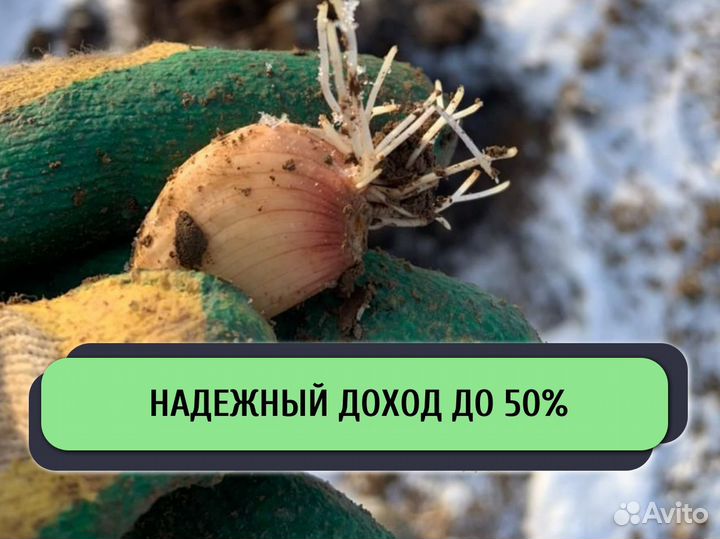 Ищу инвестора в с/х. Доход до 50%
