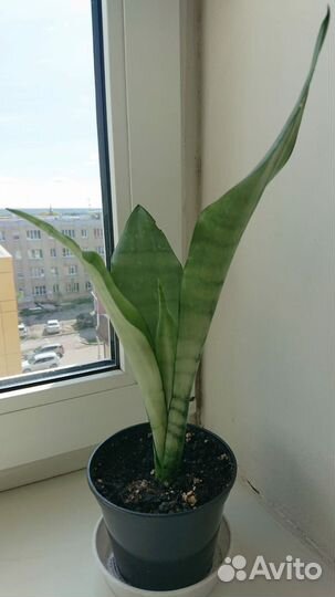 Сансевиерия муншайн