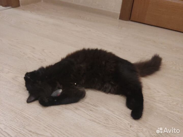 Кошки в добрые руки бесплатно