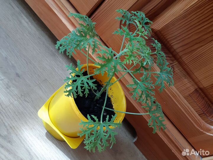 Герань душистая