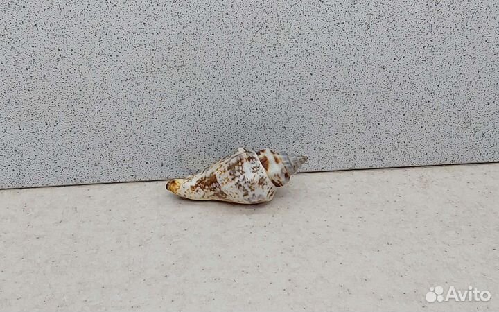 Стромбус Урсус 3,5 морская ракушка раковина