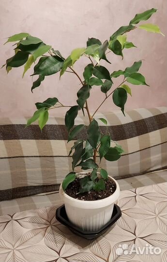 Фикус бенджамина