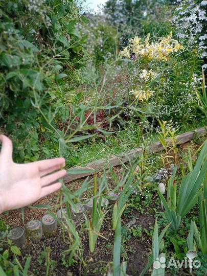 Гипсофила многолетняя