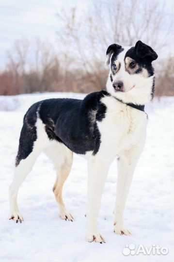 Необыкновенная красавица Нюра грустит в приюте