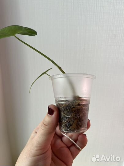 Алоказия лонгилоба