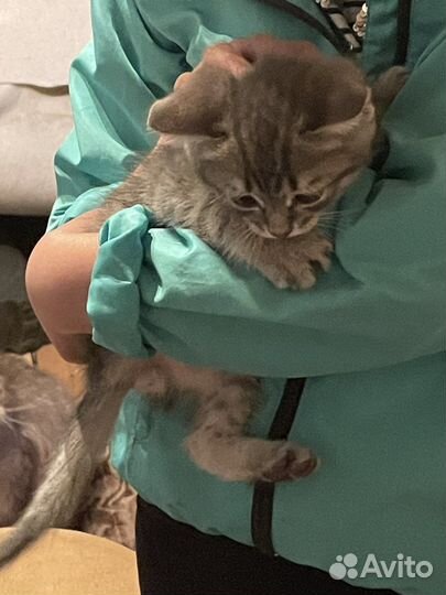 Отдам даром бесплатно