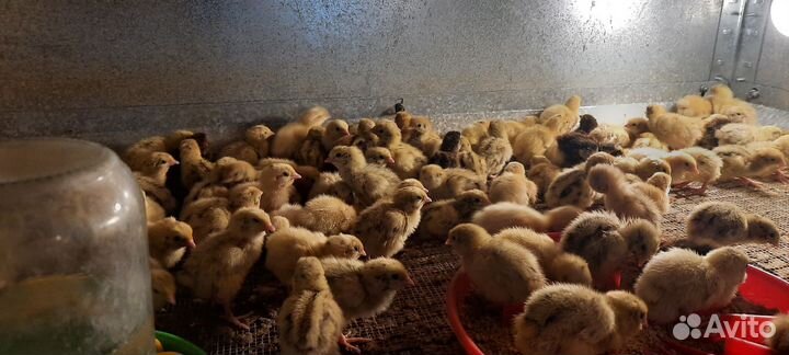 Перепела инкубационное яйцо