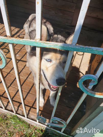 Хаска Сибирска