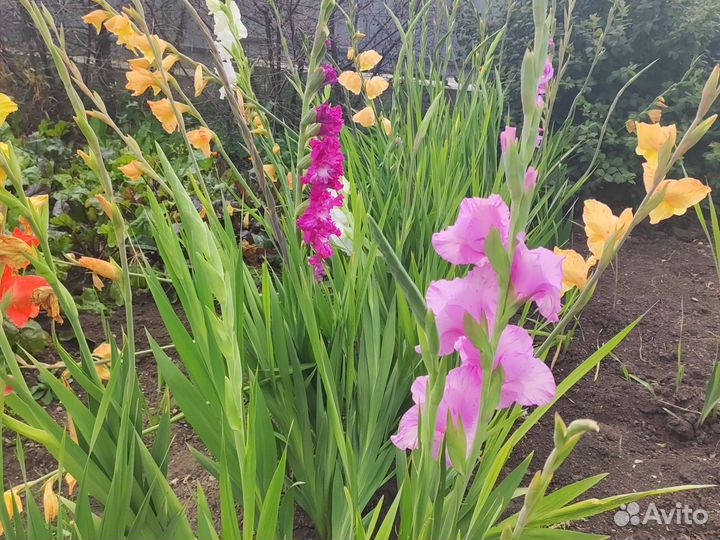 Гладиолус на срезку на букет