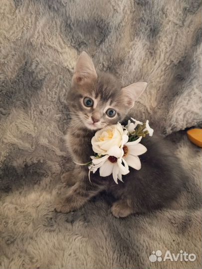 Котенок в добрые руки