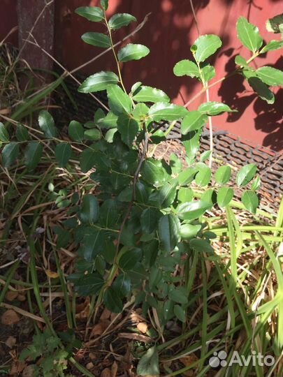 Саженцы унаби (зизифус)