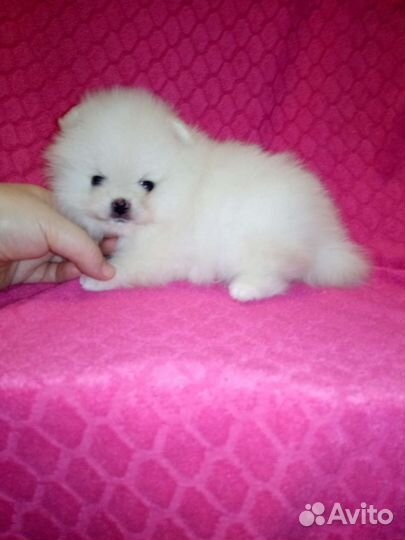 Шпицы детки разных окрасов