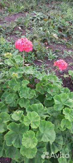 Кустовые цветы