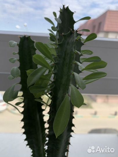 Молочай трехгранный