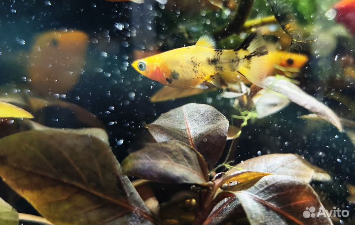 Моллинезия желтая с черными пятнышками