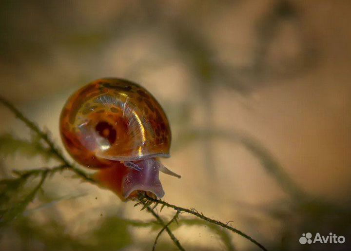 Улитка Мелания