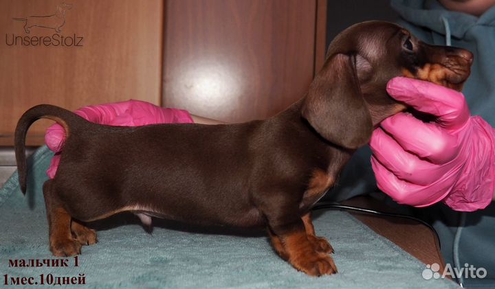 Щенок Таксы - шоколадная гладкошерстная Миниатюра