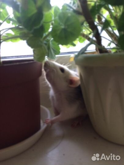 Крысы дамбо разных окрасов