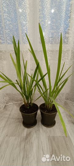 Финиковая пальма