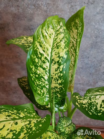 Диффенбахия