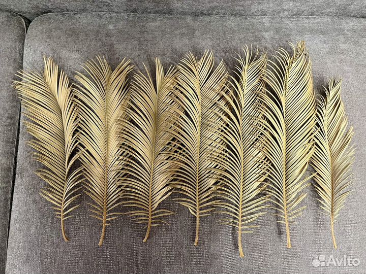Листья пальмы Цикас