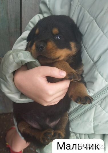 Щенки ротвейлера
