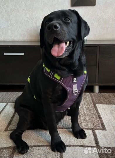 Шлейка для крупных собак