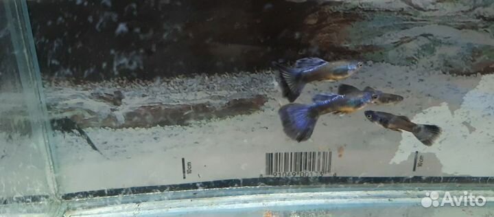 Гуппи синие